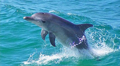 Deprived of nukes, is Iran eyeing dolphins to attack U.S. warships? * WorldNetDaily * by Bob Unruh